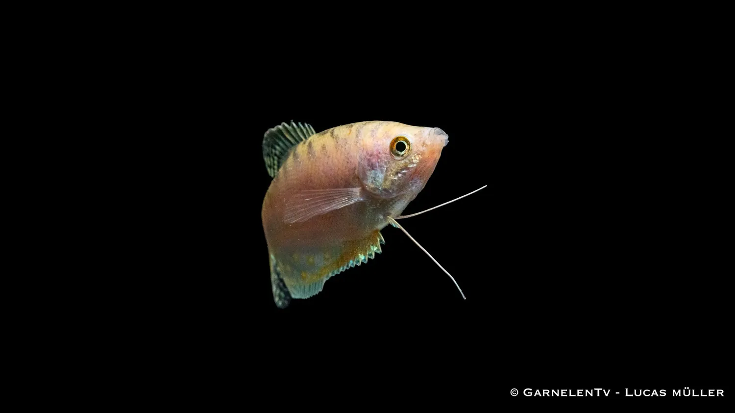 Garnelen TV Prickig Opal Trichogaster trichopterus trådgurami
