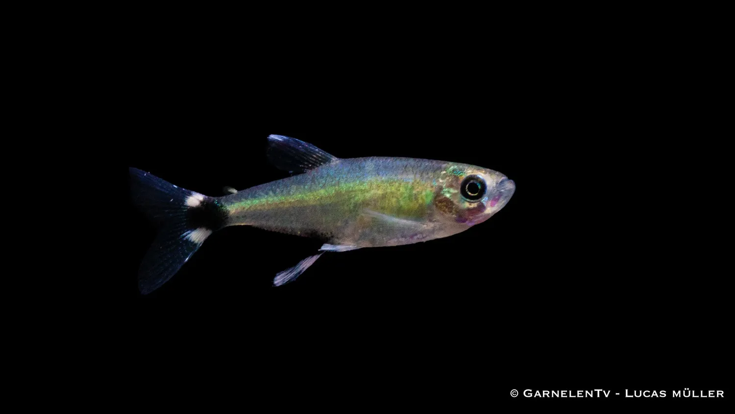 Garnelen TV Ögonfläckstetra Aphyocharax paraguayensis stimfisk