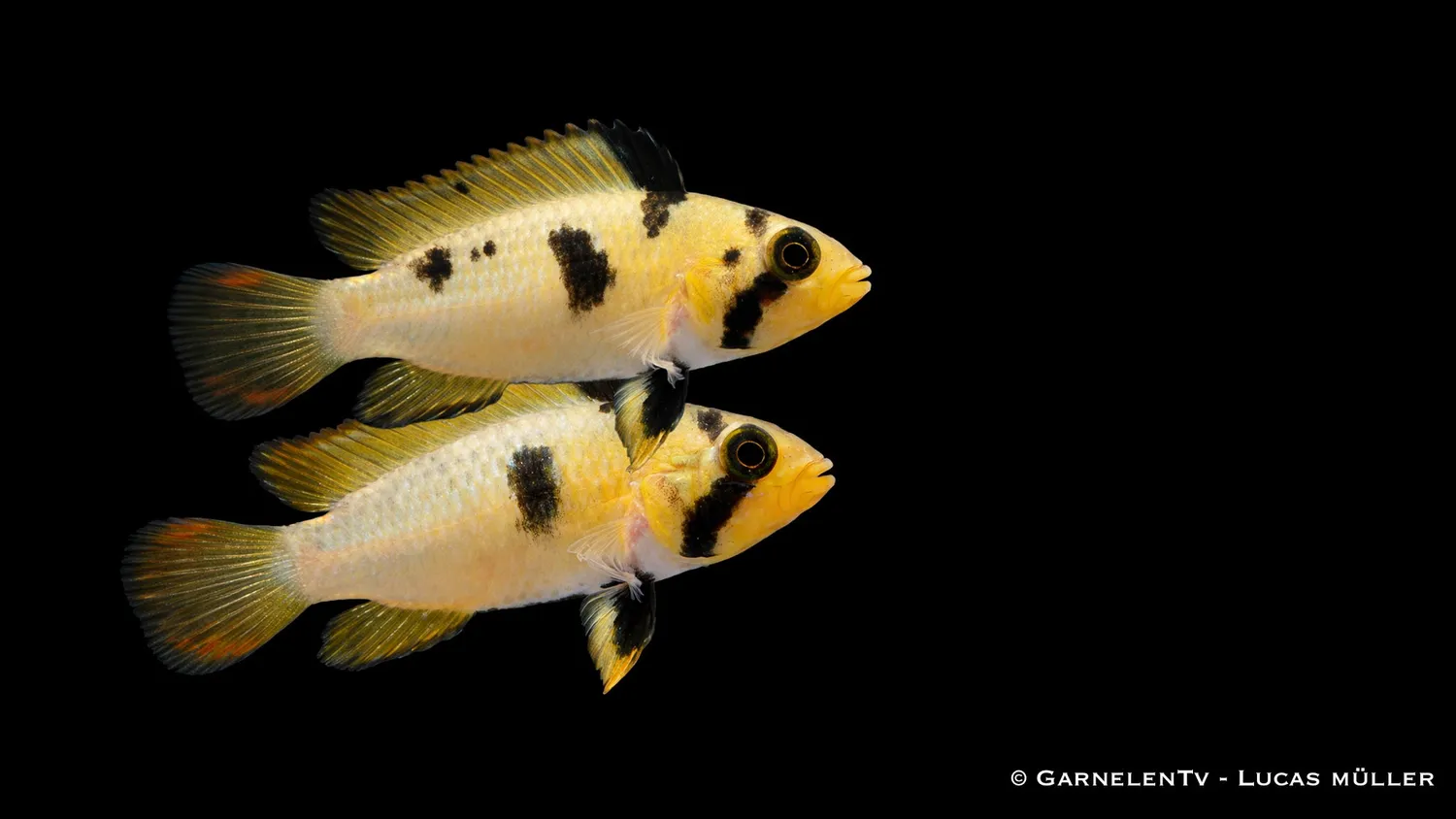 Garnelen TV Apistogramma panduro dvärgciklid blå