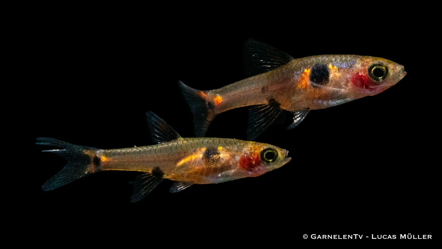 Garnelen TV dvärgrasbora Boraras maculatus
