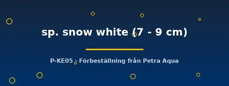Ancistrus snow white mal 7–9 cm vit