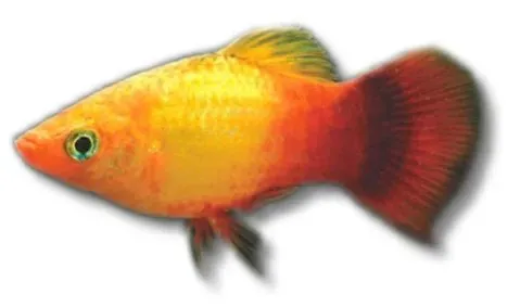 Näsets Ciklidhobby Platy Sun Set akvariefisk 2–2,5 cm tålig