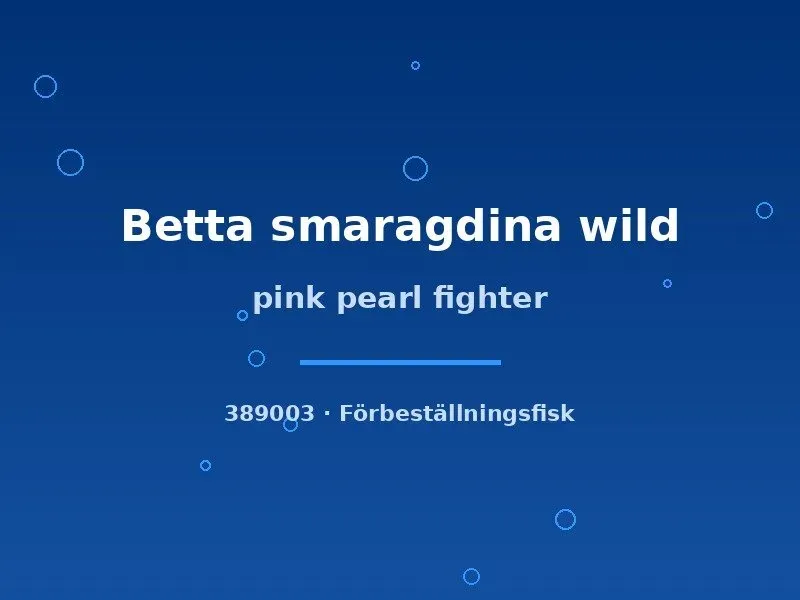 Näsets Ciklidhobby Betta smaragdina kampfisk lg Pink pearl
