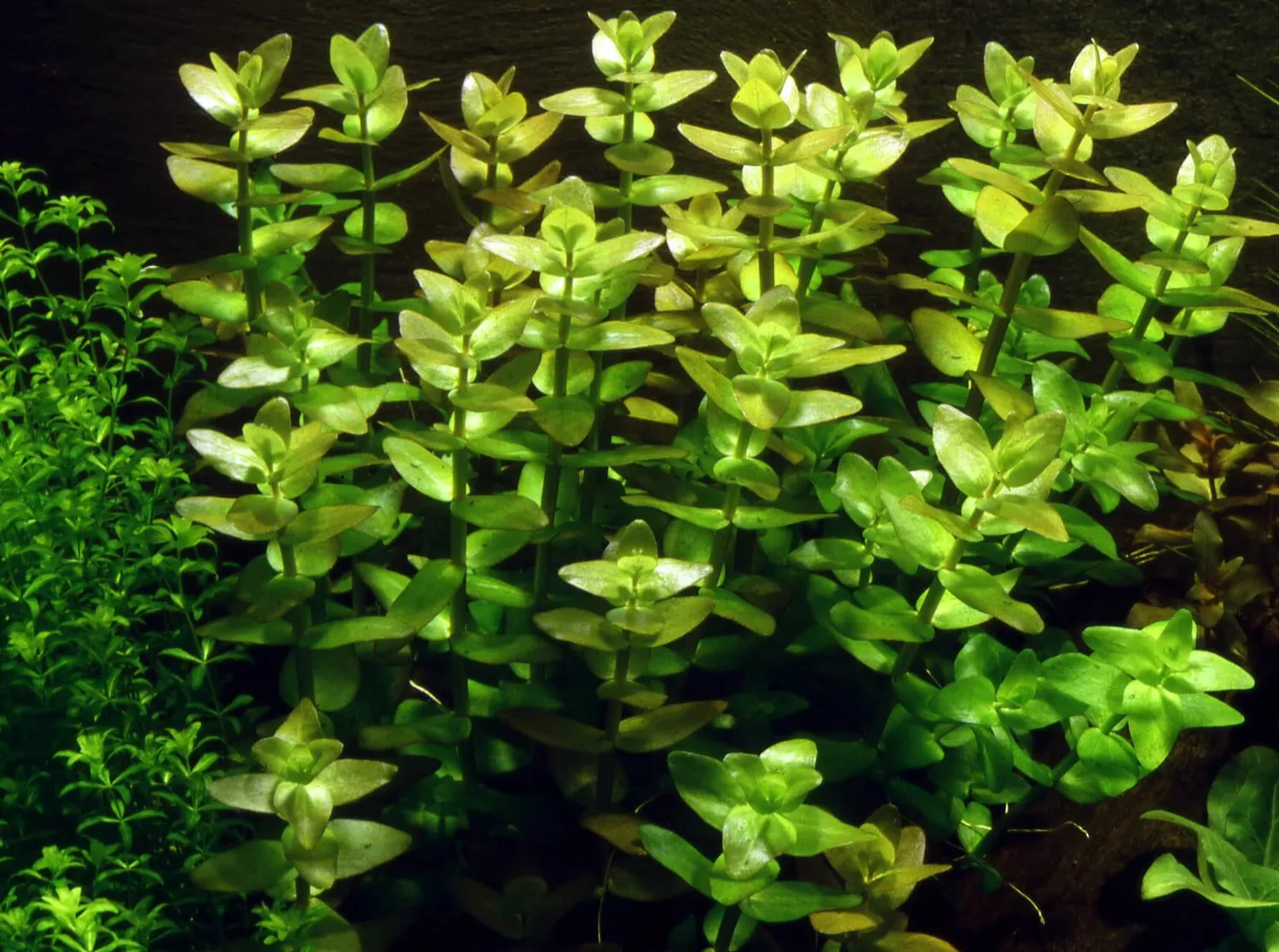 Akvarievalvet Bacopa caroliniana akvarieväxt kruka bakgrund