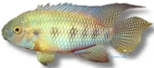 Näsets Thysia ansorgei ciklid 5–7 cm femfläck
