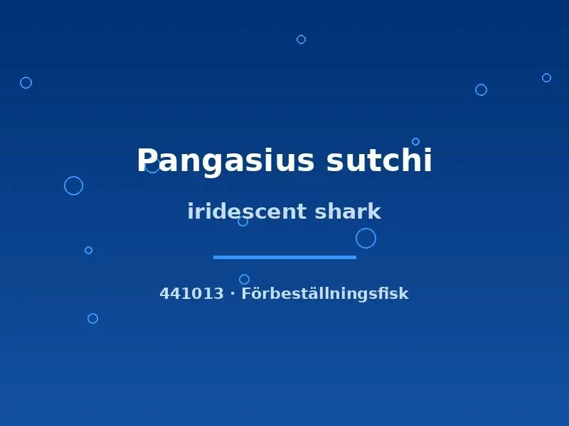 Näsets Ciklidhobby Iridescent Shark akvariefisk 5–7 cm jätteväxande