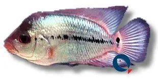 Näsets Ciklidhobby Cichlasoma thai silk flowerhorn ciklid 4–5 cm