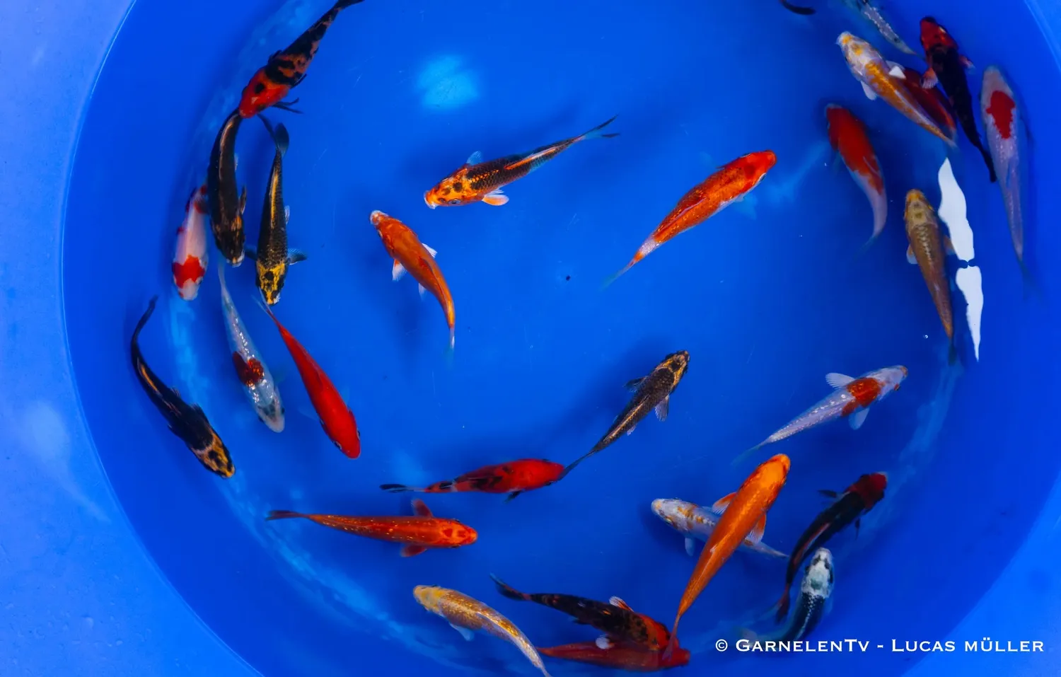 Garnelen TV Koi B Cyprinus carpio dammfisk 12–15 cm