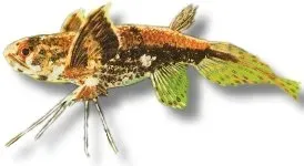 Näsets Ciklidhobby Pantodon buchholzi fjärilsfisk 5 cm ytfisk