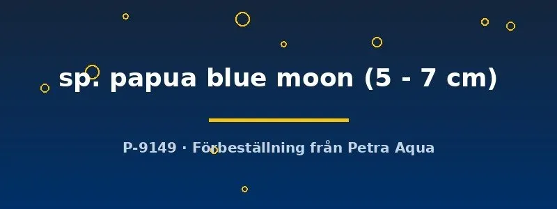 Näsets Cherax papua blue moon 5–7 cm kräfta blå