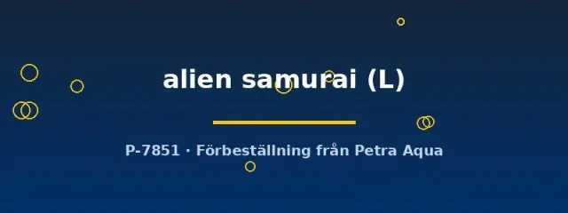 Näsets Betta alien samurai kampfisk hane L