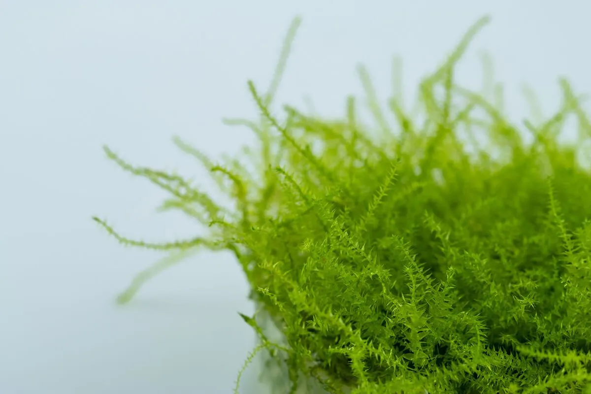 Akvarievalvet Leptodictyum riparium akvariemossa