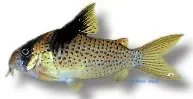 Näsets Ciklidhobby Corydoras melanistius pansarmal 3,5–4 cm