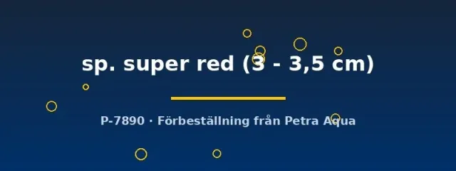 Näsets Ciklidhobby Ancistrus Super Red mal 3–3,5 cm algätare