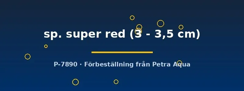 Näsets Ciklidhobby Ancistrus Super Red mal 3–3,5 cm algätare