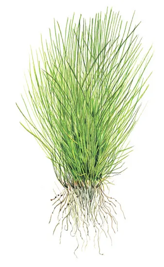 Akvarievalvet Eleocharis acicularis akvarieväxt matta