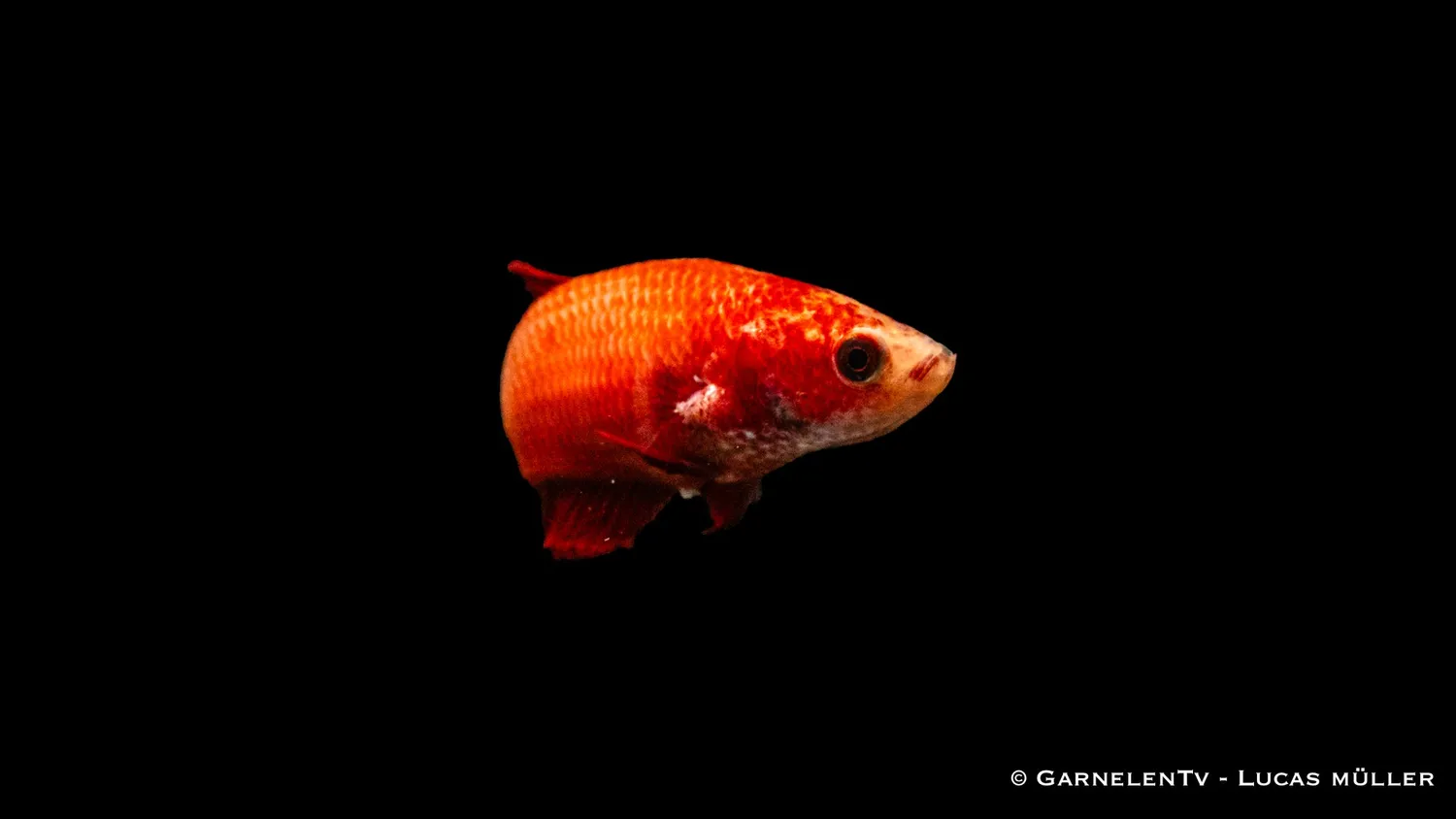 Garnelen TV Plakat kampfisk hona Betta splendens kortfenad