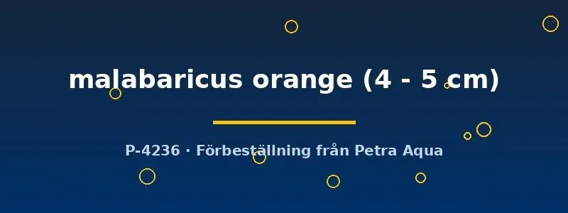 Näsets Ciklidhobby Danio Malabaricus Orange 4–5 cm stimfisk