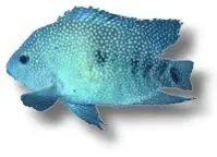 Näsets Ciklidhobby pearl ciklid akvariefisk 4–5 cm