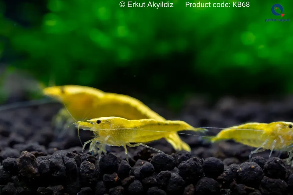 Neocaridina yellow neon akvarieräka 1,5-2 cm