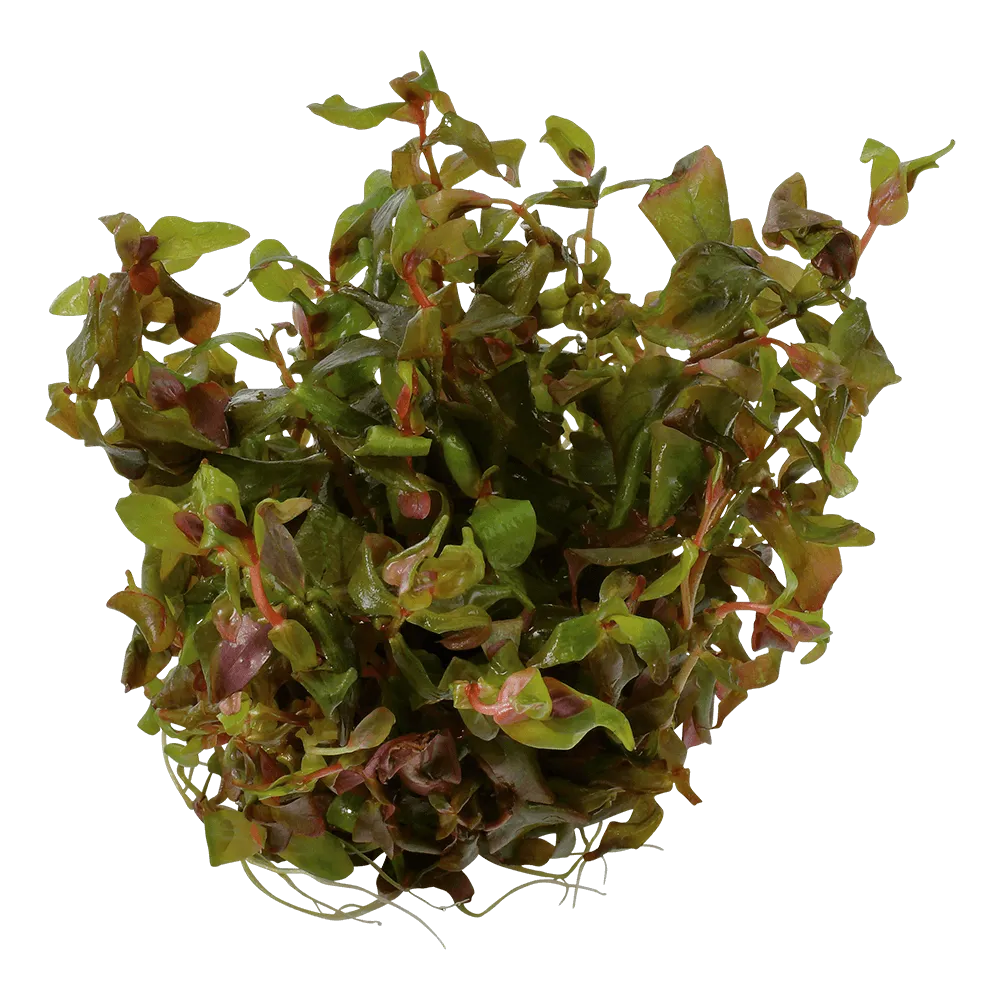 Akvarievalvet Rotala macrandra akvarieväxt röd stjälkväxt