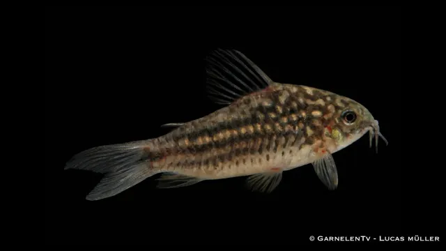 Garnelen TV Elegant pansarmal Corydoras elegans bottenfisk