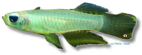 Näsets Ciklidhobby Aplocheilichthys normani akvariefisk 4–5 cm fredlig