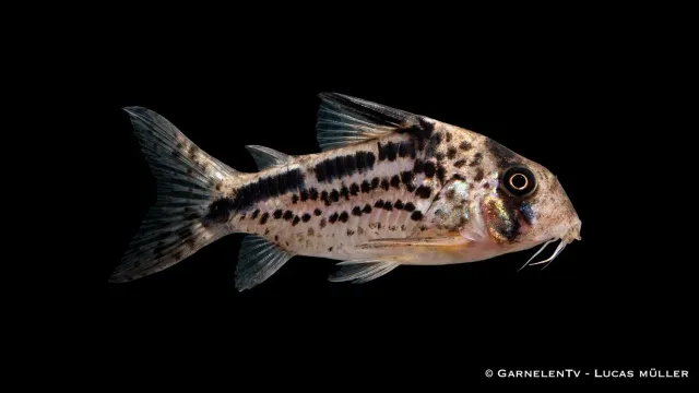 Garnelen TV Snedband pansarmal bottenfisk Corydoras loxozonus