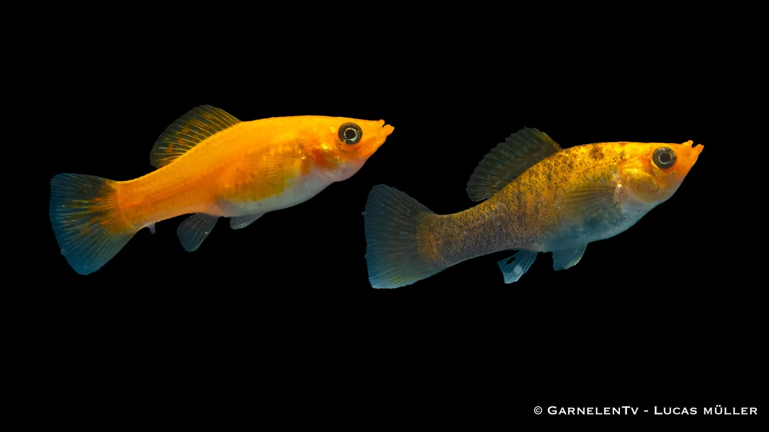 Garnelen TV Molly Koppar akvariefisk Poecilia sphenops