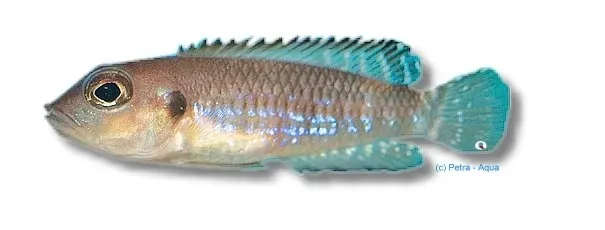 Lamprologus speciosus ciklid 2,5-3 cm snäcklekare