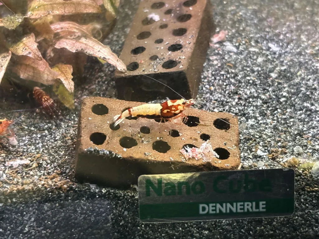 Garnelen TV Röd Pinto Zebra akvarieräka Caridina