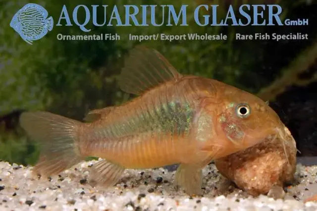 Näsets Ciklidhobby Corydoras aeneus Neon Red pansarmal md