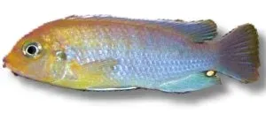 Näsets Ciklidhobby Pseudotropheus Greberi ciklid 4–5 cm
