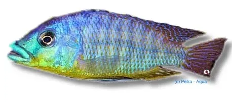 Näsets Ciklidhobby Protomelas ornatus akvariefisk 7–9 cm