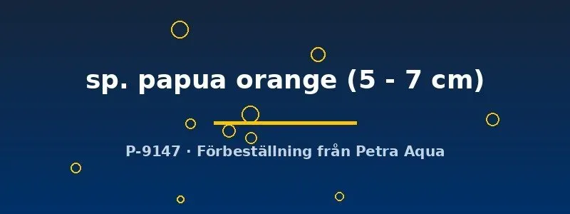 Näsets Ciklidhobby Papua orange kräfta akvariekräfta 5-7 cm