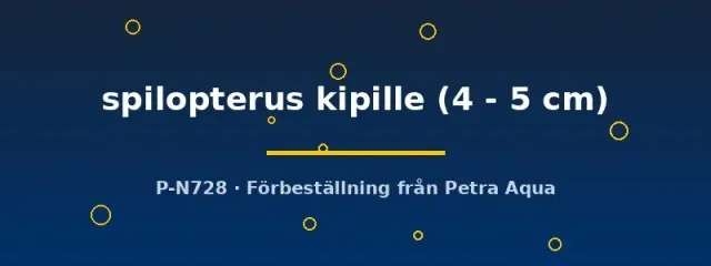 Xenotilapia spilopterus kipille 4–5 cm ciklid sandlevande