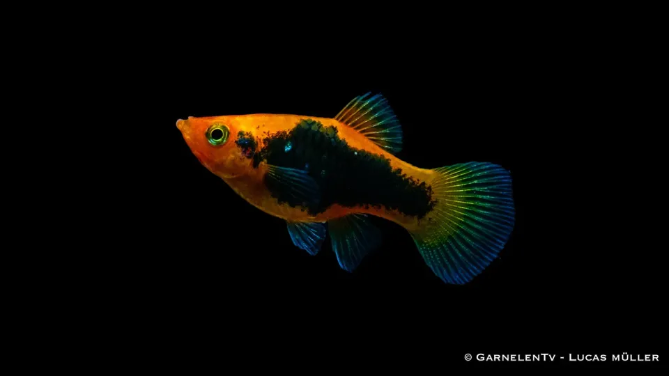 Garnelen TV Platy Rot Tuxedo akvariefisk sällskap