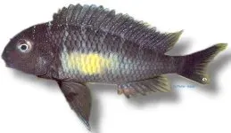 Näsets Ciklidhobby Tropheus moorii calambo ciklid 7–9 cm