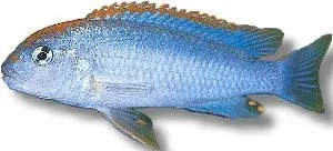 Näsets Ciklidhobby Pseudotropheus Red Top Cobalt ciklid 4–5 cm blå