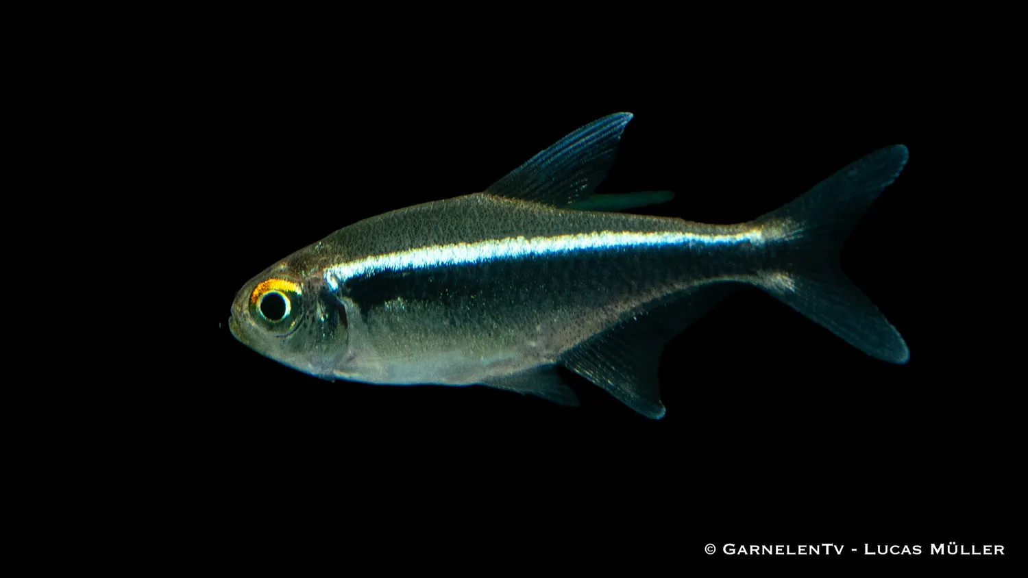 Garnelen TV Schwarzer Neon stimfisk Hyphessobrycon herbertaxelrodi