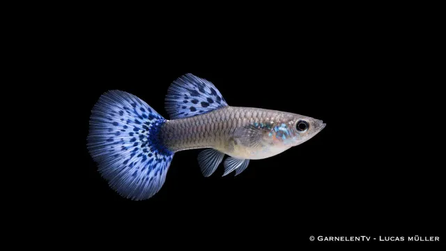 Garnelen TV Guppy Cobra Blue hona Poecilia reticulata
