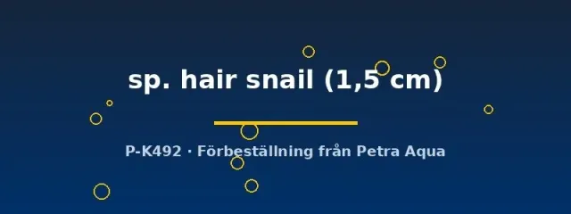 Näsets Ciklidhobby Neritina hair snail akvariesnäcka 1,5cm algätare