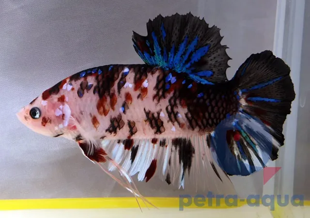 Näsets Ciklidhobby Betta spl. giant koi kampfisk hane 6–8 cm