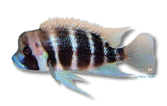 Näsets Ciklidhobby Cyphotilapia frontosa kigoma ciklid 4–5 cm
