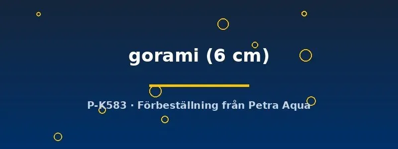 Osphronemus gorami akvariefisk 6 cm jättegurami