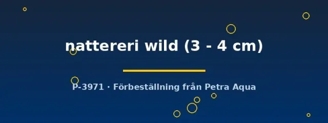 Näsets Serrasalmus nattereri wild piraya 3–4 cm
