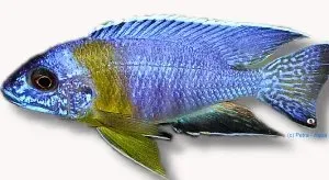 Näsets Ciklidhobby Aulonocara maulana ciklid 6–7 cm