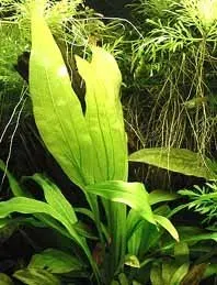 Näsets Ciklidhobby Echinodorus inpai akvarieväxt kruka stor