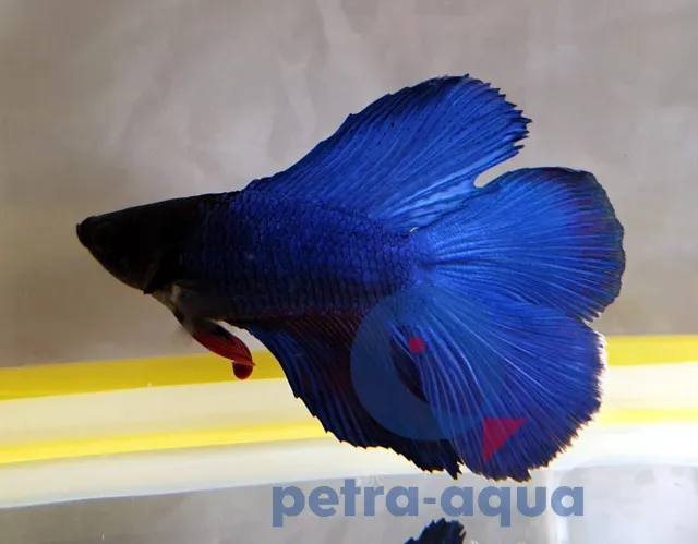 Näsets Ciklidhobby Betta spl. double tail blue hane XL