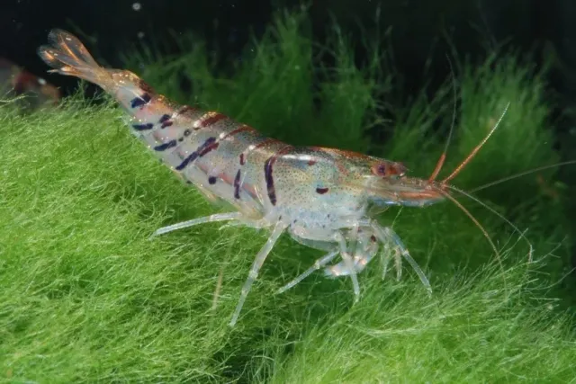 Näsets Ciklidhobby Caridina-Tiger 1–3 cm akvarieräka randig